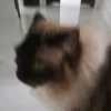 papuchan225