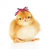 user.mx6727