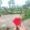 malik.shafiq250