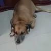 raimumdalima0