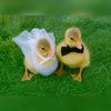 aly_tm57