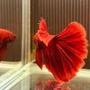 betta_zenn
