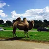 جاويد چهـاچهـى