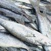 smartfishexport