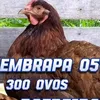 poedeira
