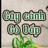 Cây Cảnh GV
