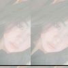 sopimarwah5