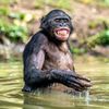 monkeyiyy