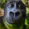 stinkyahhgorilla