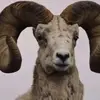 qocqadini_