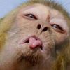 rempak_