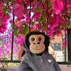 jaythetravellingchimp