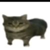 papu_1a