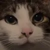 bowsiebowsie