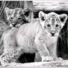 zeyad7465