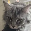 _kitty_cats_5