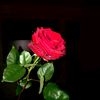 user77236212766144