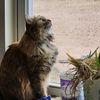 swiftie_catlover13