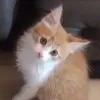 hanan_charkawi_wahbi