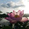 lotus07052023