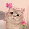 vanilla_15047