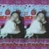 arimaaa962