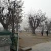 wildanimohamaddan