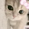 nqo.trazm