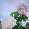 user4173290619849