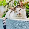 the.cat.olive