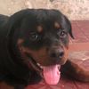 pedro_von
