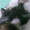 ellenutbult