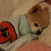 cheeseyhotdog