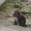 deeeeznuuutz