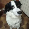 robifuso