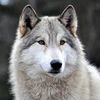 hewolf86