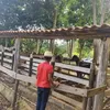 patrikjoselima