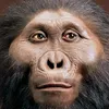 homo_habilis011
