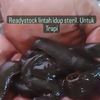 jual.lintah.idup