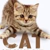 kittycat.27