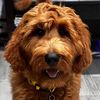 zen_thegoldendoodle
