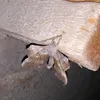 tektaplante