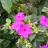meriemmounir24