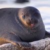 iloveseals_