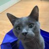 scholarthacat