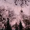 varvandtysq