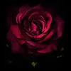 user1803534391022