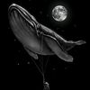 ayman.esmail19