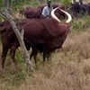 owakongoro