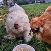 magic.chickens9450